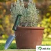 GARDEN BOSCH TH - ГРАДИНСКА ЛОПАТКА ЗА ЗАСАЖДАНЕ GARDEN BOSCH TH - ГРАДИНСКА ЛОПАТКА ЗА ЗАСАЖДАНЕ